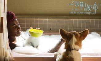 娱乐圈吃瓜小狗小说,娱乐圈卧底狗仔的吃瓜传奇