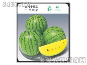 吃瓜娱乐圈小兰花,小兰花吃瓜记