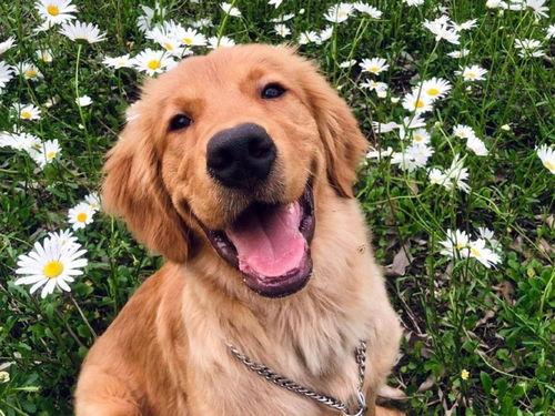 金毛siri娱乐吃瓜君,娱乐吃瓜界的神秘力量