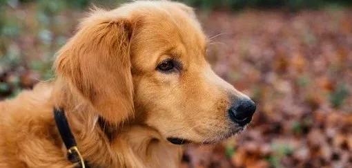 金毛siri娱乐吃瓜君,娱乐吃瓜界的神秘力量