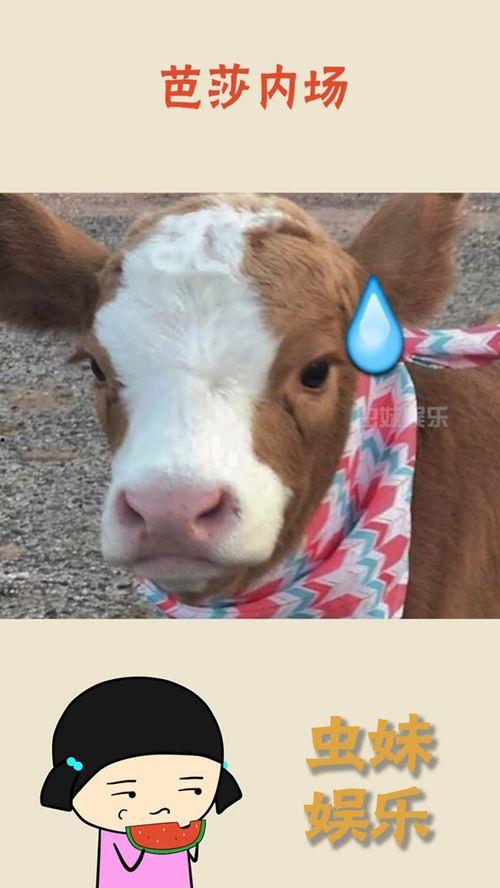 娱乐吃瓜酱什么意思,网络热点的幕后推手与趣味解读