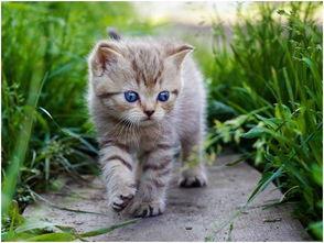 娱乐吃瓜酱猫抱枕,二次元与传统文化完美融合