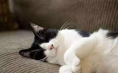 娱乐吃瓜酱猫抱枕,二次元与传统文化完美融合