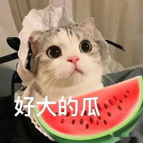 娱乐吃瓜酱内向的小猫,小橘猫的奇幻人生与娱乐圈风云