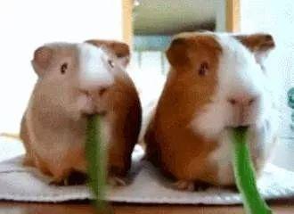 穷人养鼠大法娱乐吃瓜,趣味养鼠，吃瓜乐趣无限