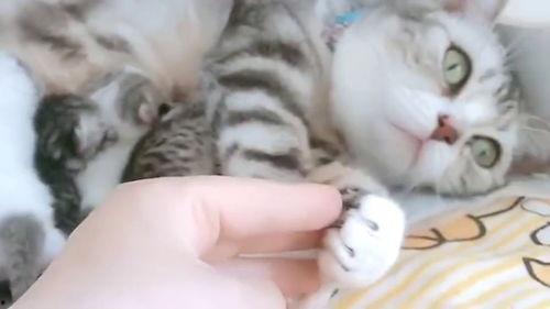 娱乐吃瓜酱猫妈妈视频