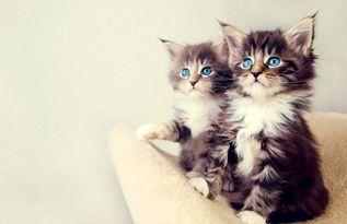 娱乐吃瓜酱29岁猫咪,揭秘宠物界的长寿传奇