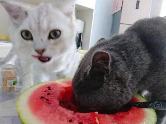 娱乐吃瓜猫咪视频大全最新,最新猫咪吃瓜视频大盘点